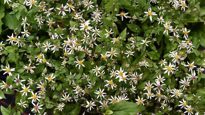 Prix de la presse : Aster divaricatus ‘?Beth chatto’, présenté par la pépinière Jardin du Morvan de Larochemillay (58).